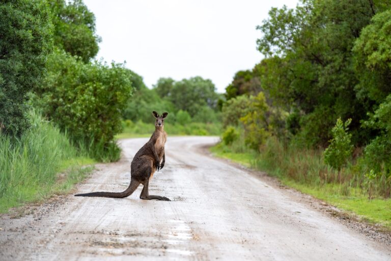 Australian man killed by his pet kangaroo