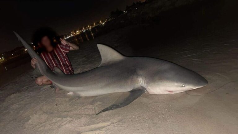 A bull shark allegedly caught in Swan River days after the death of Stella Berry