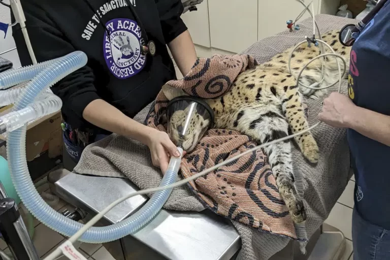 Cocaine cat escapes owner and is moved to Cincinnati Zoo