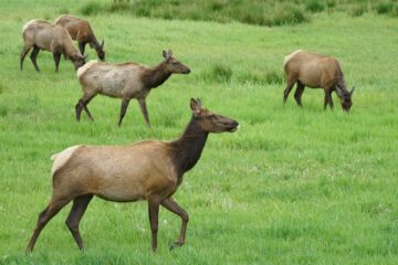 Man who illegally shot elk in Oregon blames killings on "elk fever"