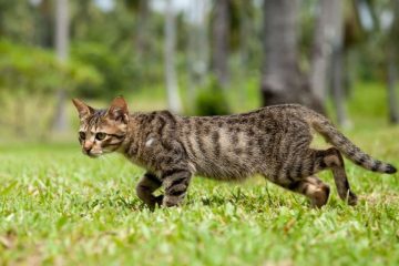Children's cat-hunting competition cancelled in New Zealand following backlash