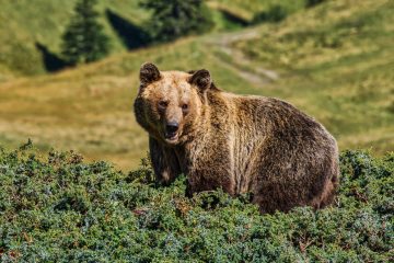 Brown bear