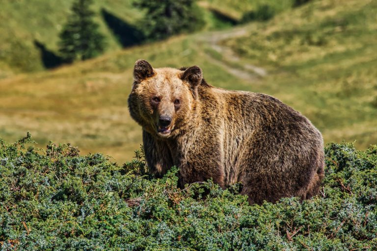 Brown bear