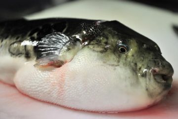 Fugu
