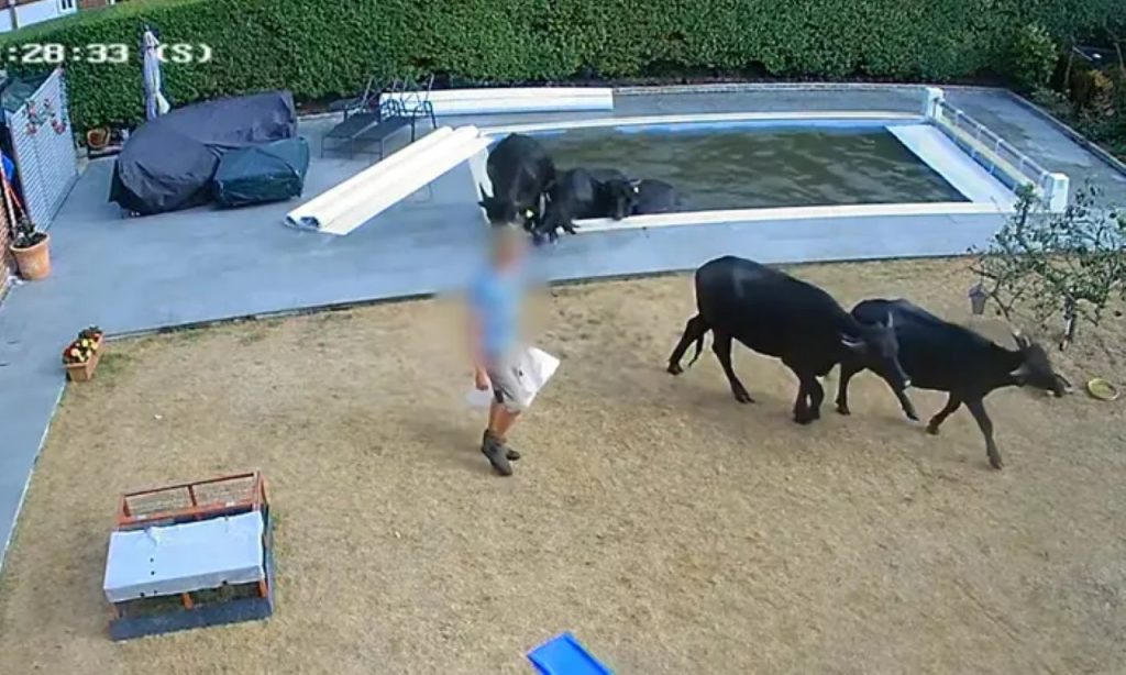 British couple win compensation for damages at home caused by water buffalo