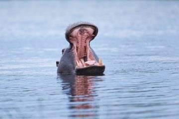 A hippopotamus showing territorial behaviour