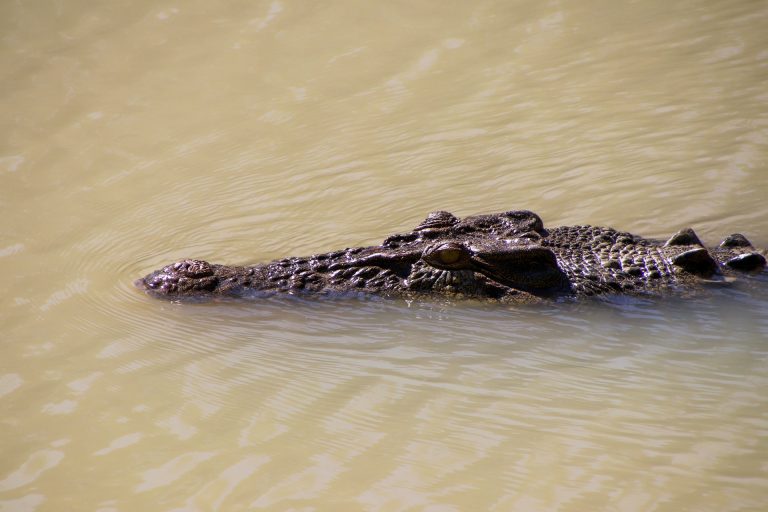 Body of missing fisherman found in crocodile in Northern Australia
