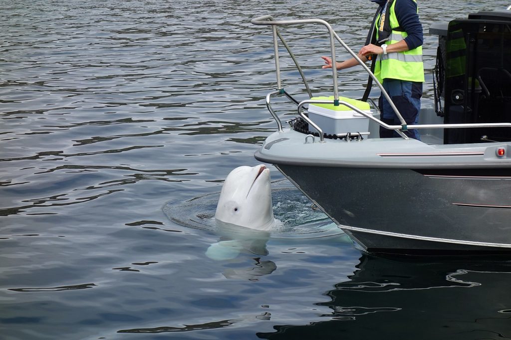 Suspected Russian spy whale surfaces again in Sweden