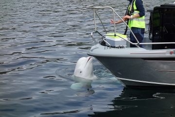 Suspected Russian spy whale surfaces again in Sweden