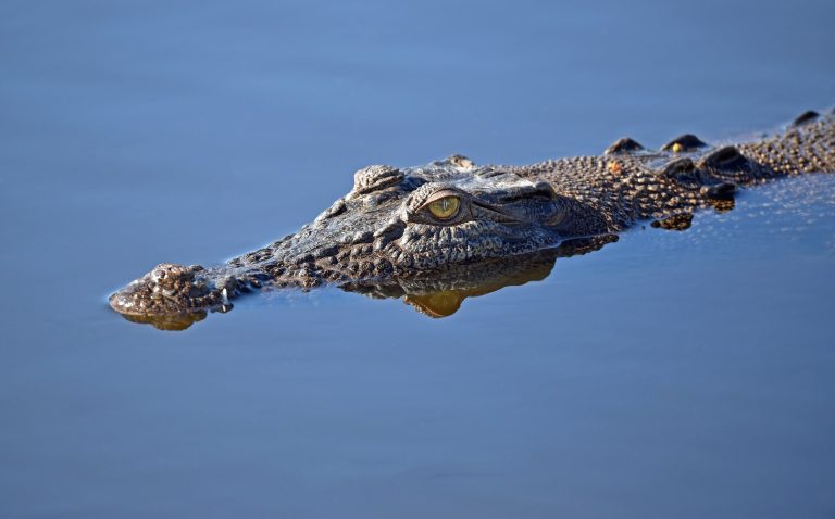 Australian saltwater crocodile