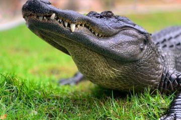An image of an alligator