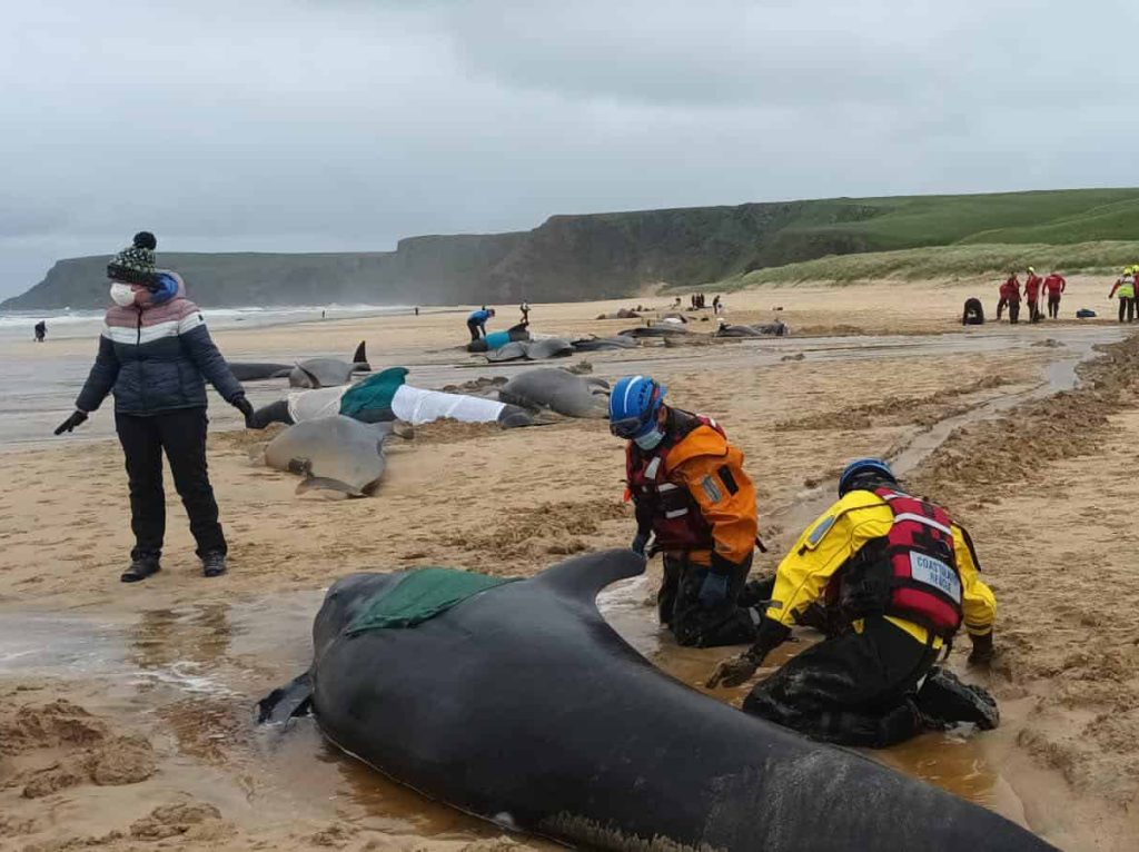 55 whales die after becoming stranded on Scottish beach