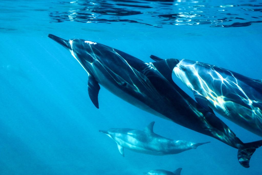 Photo of dolphins underwater.